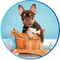 Animals & Pet Supplies