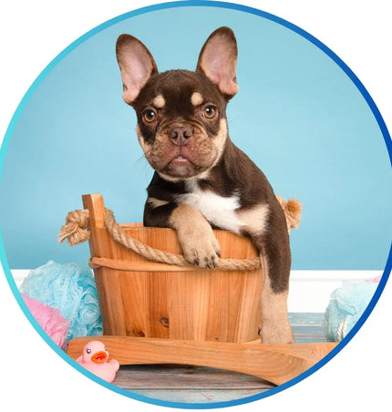 Animals & Pet Supplies