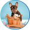 Animals & Pet Supplies