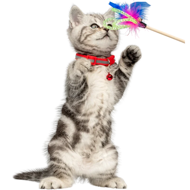 Cat Toys