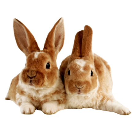 Collection image for: Small Pets(Rodents, Rabbits, etc.)