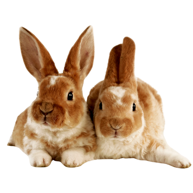 Small Pets(Rodents, Rabbits, etc.)