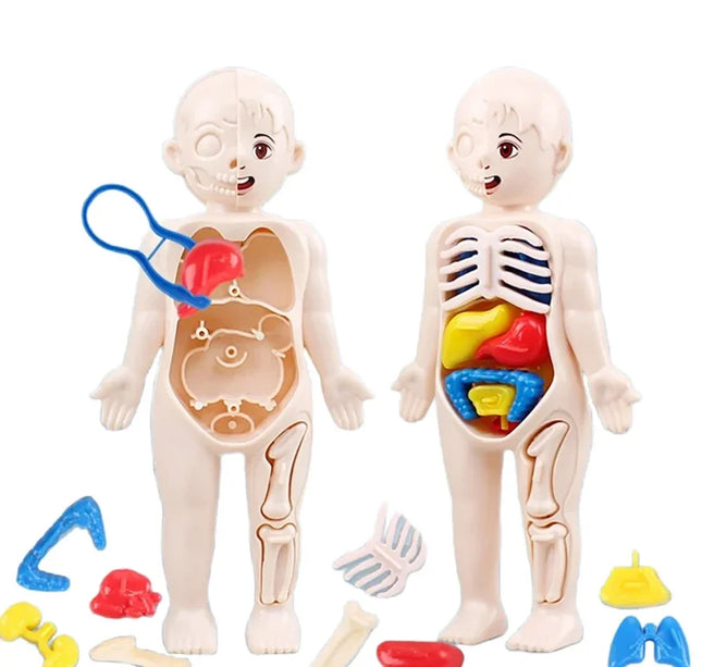 Montessori Toys Children Science Education Human Body Organ Anatomy Model DIY Assembled Medical Toys Teaching Tools Child Kids