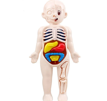 Montessori Toys Children Science Education Human Body Organ Anatomy Model DIY Assembled Medical Toys Teaching Tools Child Kids