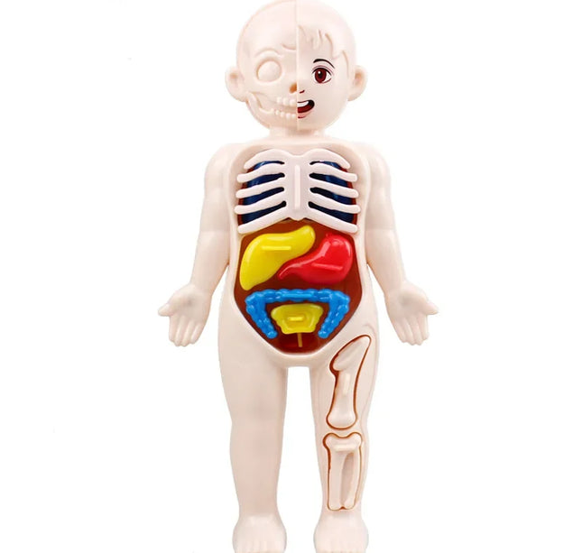 Montessori Toys Children Science Education Human Body Organ Anatomy Model DIY Assembled Medical Toys Teaching Tools Child Kids