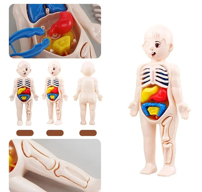 Montessori Toys Children Science Education Human Body Organ Anatomy Model DIY Assembled Medical Toys Teaching Tools Child Kids