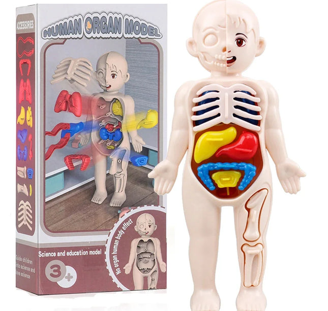 Montessori Toys Children Science Education Human Body Organ Anatomy Model DIY Assembled Medical Toys Teaching Tools Child Kids