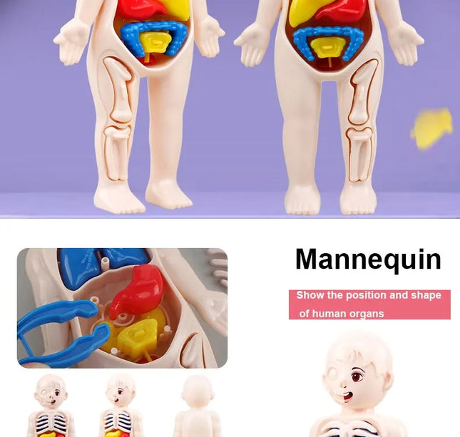 Montessori Toys Children Science Education Human Body Organ Anatomy Model DIY Assembled Medical Toys Teaching Tools Child Kids